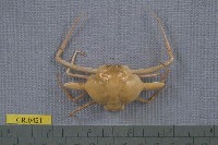 藏品(雙角轉軸蟹)的圖片